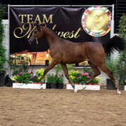 2011 Breeders World Cup | Day 2