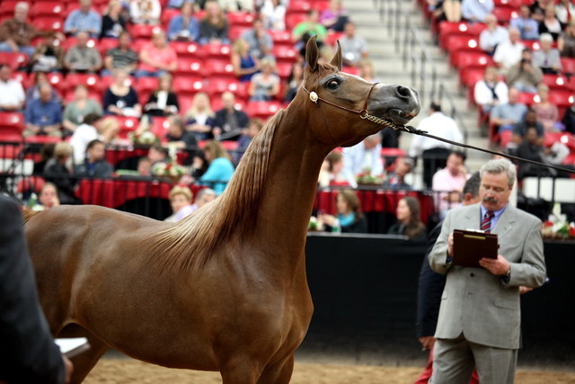 2011 Breeders World Cup | Day 2