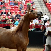 2011 Breeders World Cup | Day 2