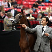 2011 Breeders World Cup | Day 2