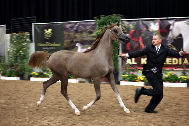 2011 Breeders World Cup | Day 2