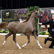 2011 Breeders World Cup | Day 2