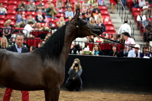 2011 Breeders World Cup | Day 2