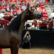 2011 Breeders World Cup | Day 2