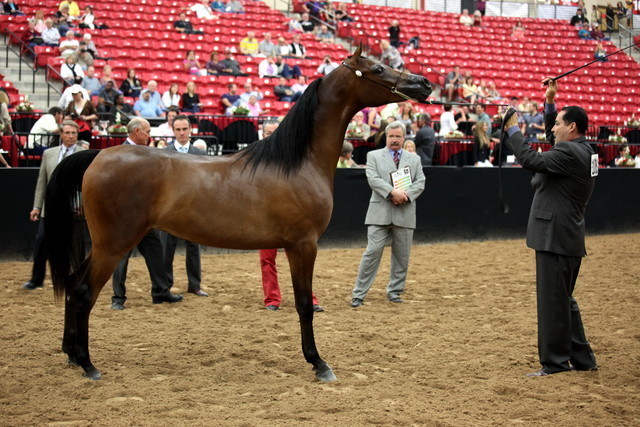 2011 Breeders World Cup | Day 2