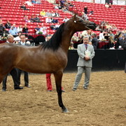 2011 Breeders World Cup | Day 2