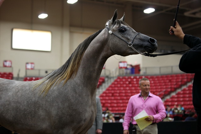 2011 Breeders World Cup | Day 2