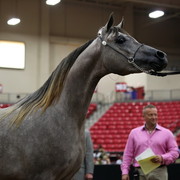 2011 Breeders World Cup | Day 2