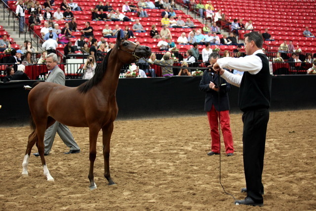 2011 Breeders World Cup | Day 2