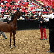 2011 Breeders World Cup | Day 2