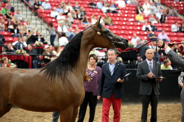 2011 Breeders World Cup | Day 2