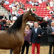 2011 Breeders World Cup | Day 2