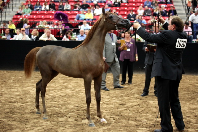2011 Breeders World Cup | Day 2