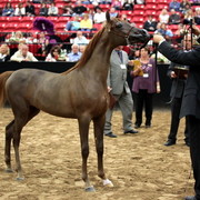 2011 Breeders World Cup | Day 2