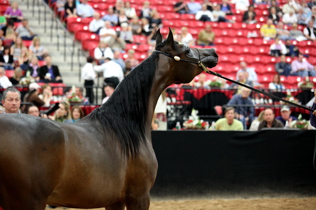 2011 Breeders World Cup | Day 2