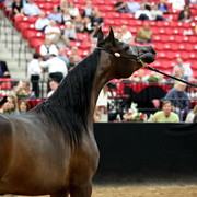 2011 Breeders World Cup | Day 2