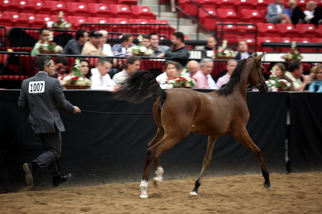 2011 Breeders World Cup | Day 2