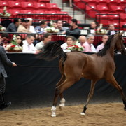 2011 Breeders World Cup | Day 2