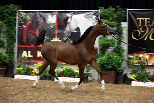 2011 Breeders World Cup | Day 2
