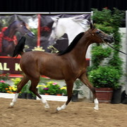 2011 Breeders World Cup | Day 2