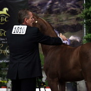 2011 Breeders World Cup | Day 2