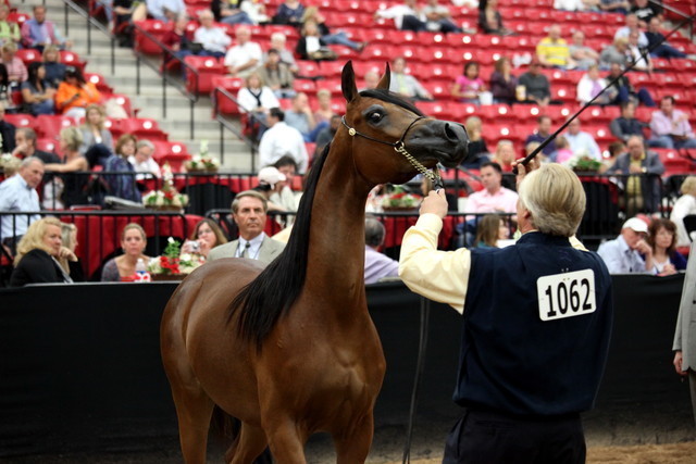 2011 Breeders World Cup | Day 2