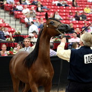 2011 Breeders World Cup | Day 2