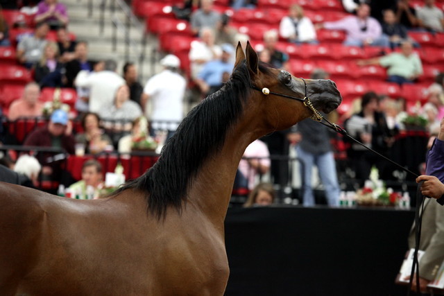 2011 Breeders World Cup | Day 2
