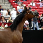 2011 Breeders World Cup | Day 2
