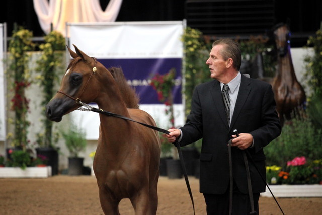2011 Breeders World Cup | Day 2