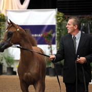 2011 Breeders World Cup | Day 2