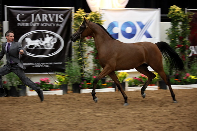 2011 Breeders World Cup | Day 2