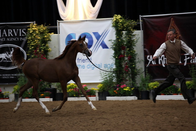 2011 Breeders World Cup | Day 2