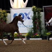 2011 Breeders World Cup | Day 2
