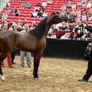 2011 Breeders World Cup | Day 2