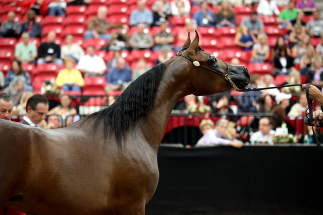 2011 Breeders World Cup | Day 2