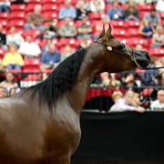 2011 Breeders World Cup | Day 2