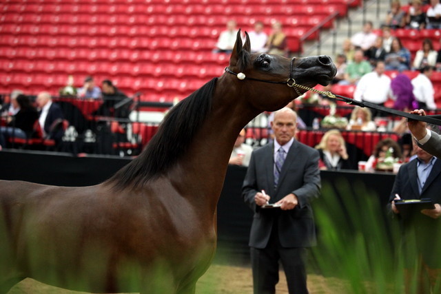 2011 Breeders World Cup | Day 2