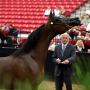 2011 Breeders World Cup | Day 2