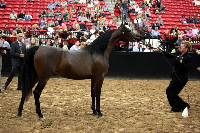 2011 Breeders World Cup | Day 2