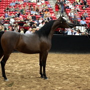 2011 Breeders World Cup | Day 2