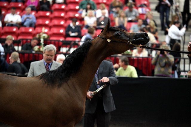 2011 Breeders World Cup | Day 2
