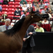 2011 Breeders World Cup | Day 2