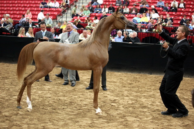 2011 Breeders World Cup | Day 2