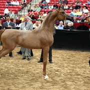 2011 Breeders World Cup | Day 2