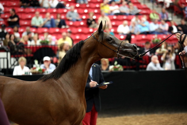 2011 Breeders World Cup | Day 2