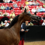 2011 Breeders World Cup | Day 2