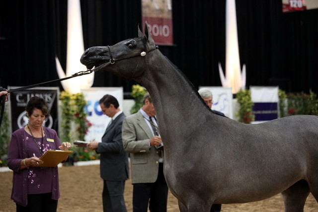 2011 Breeders World Cup | Day 2