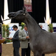 2011 Breeders World Cup | Day 2