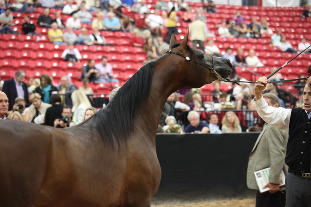 2011 Breeders World Cup | Day 2